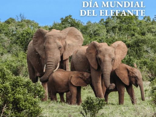 12 de agosto: Día Mundial del Elefante