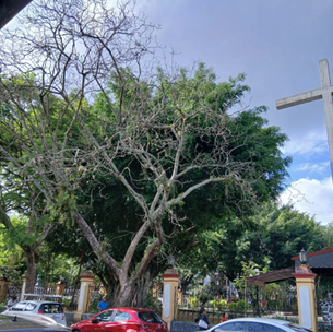 ¿ÁRBOL "ENFERMO"?