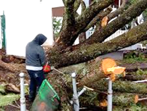 Precaución por caída de árboles Inició temporada de lluvias: DSM