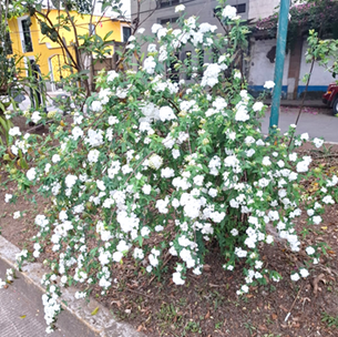 ARBUSTO
