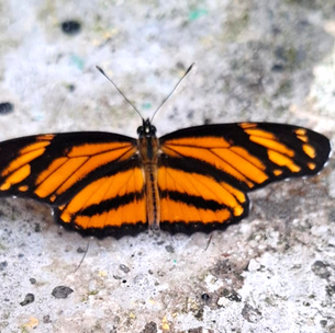BELLA MARIPOSA