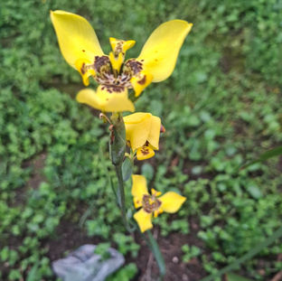 IRIS AMARILLO