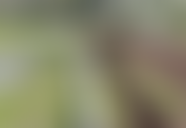 Veracruz niega permisos para gasoductos en Xalapa, Coatepec y Veracruz