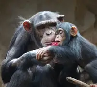 14 de julio: Día Mundial del Chimpancé