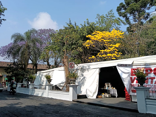 ÁRBOL DIFERENTE