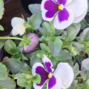 FLORES