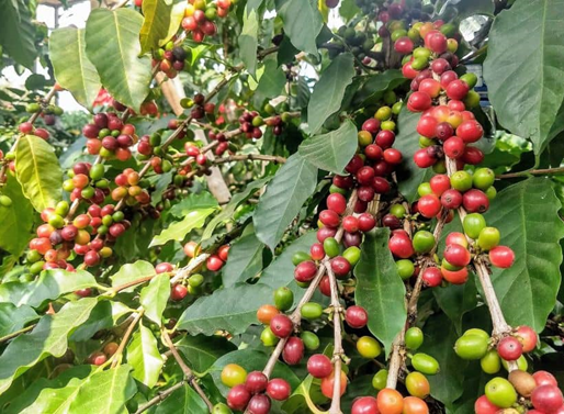 Continúan robos en fincas cafetaleras de la región