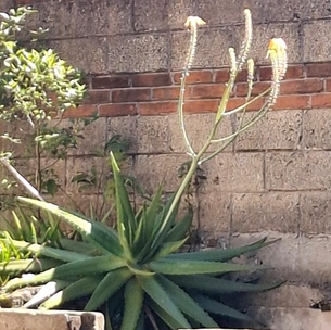 ALOE VERA