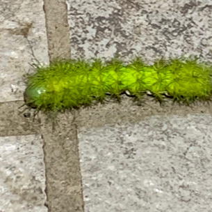 CURIOSA ORUGA