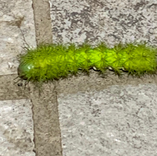 CURIOSA ORUGA