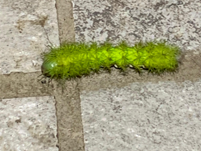 CURIOSA ORUGA