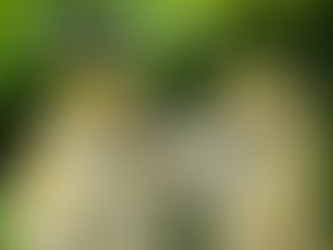 1 de septiembre: Día Internacional de los Primates