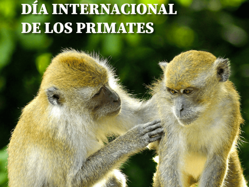 1 de septiembre: Día Internacional de los Primates