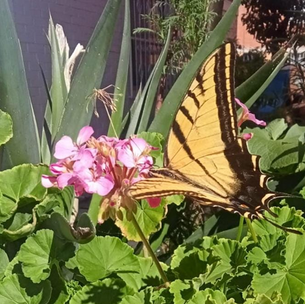 MARIPOSA