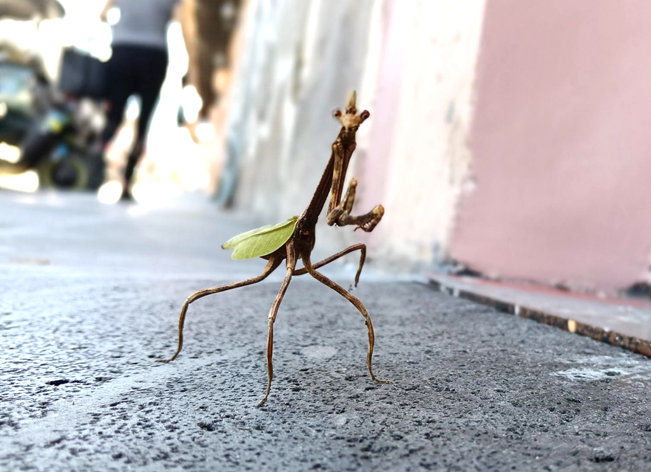 MANTIS PASEADORA