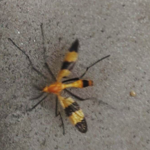 MOSCA