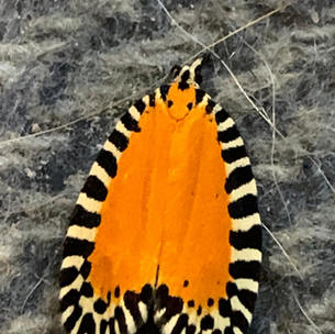 POLILLA