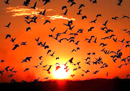 10 de mayo: Día Mundial de las Aves Migratorias