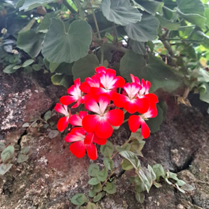 LA NATURALEZA