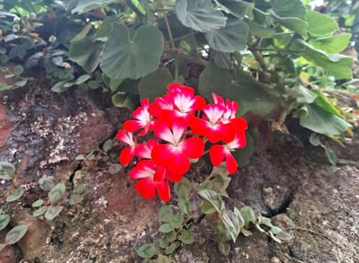 LA NATURALEZA