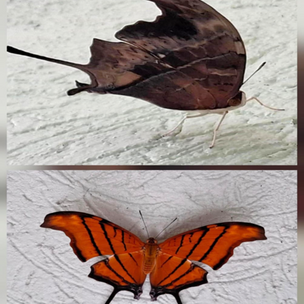 MARIPOSA
