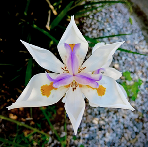 IRIS SILVESTRE