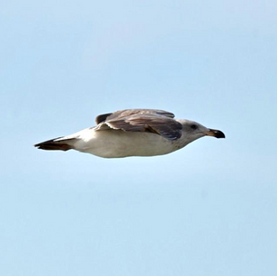 GAVIOTA