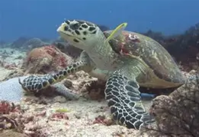 16 de junio: Día Mundial de las Tortugas Marinas