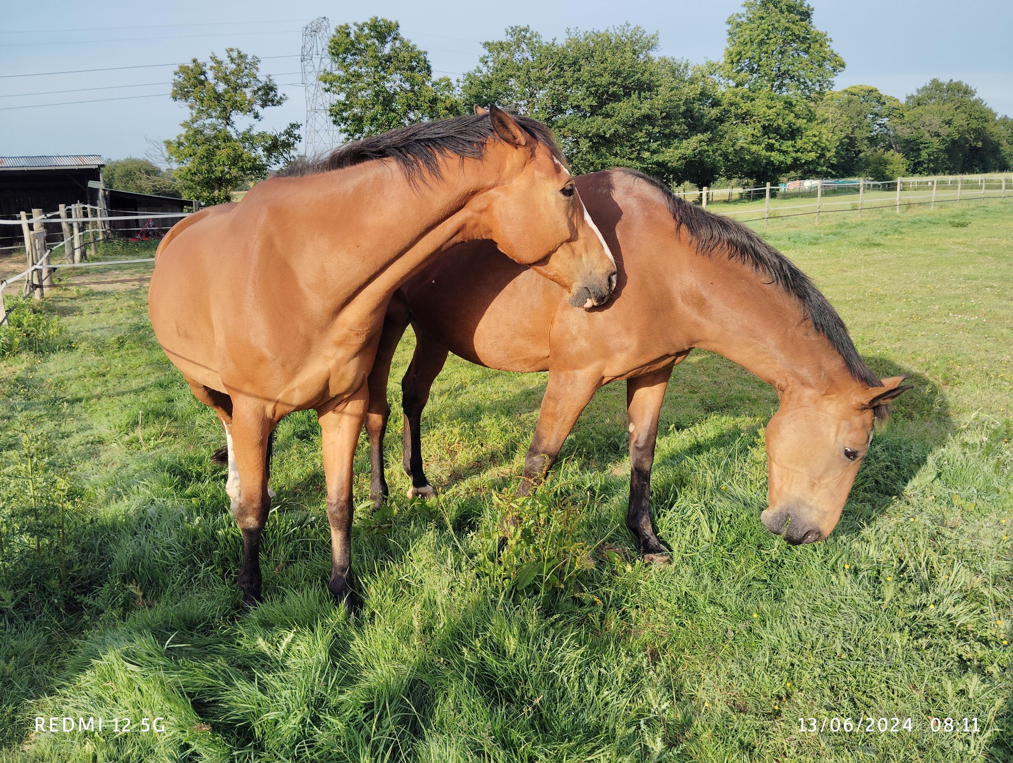Nourrissage : Chevaux