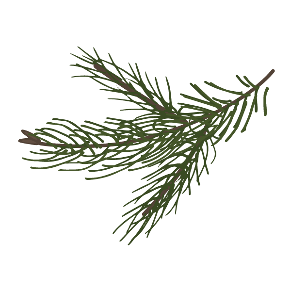 Pine Branch Illustration