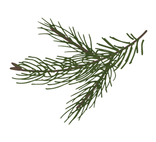 Kiefer Fichte Zweige 8