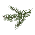 Pine Spruce Branches 8