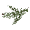 Pine Spruce Branches 8