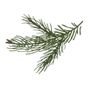 Pine Spruce Branches 8
