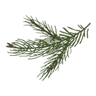 Pine Spruce Branches 8