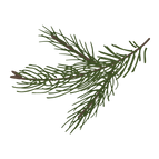 Kiefer Fichte Zweige 8