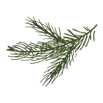 Pine Spruce Branches 8