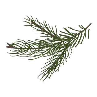 sapin