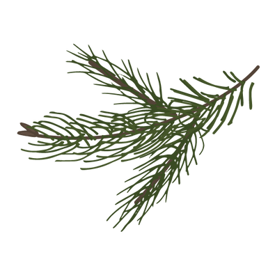 Watershed Counseling and Consultation Services Pine Spruce Branches Client Forms Image