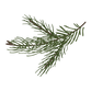 Pine Spruce Branches 8