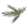 Pine Spruce Branches 8