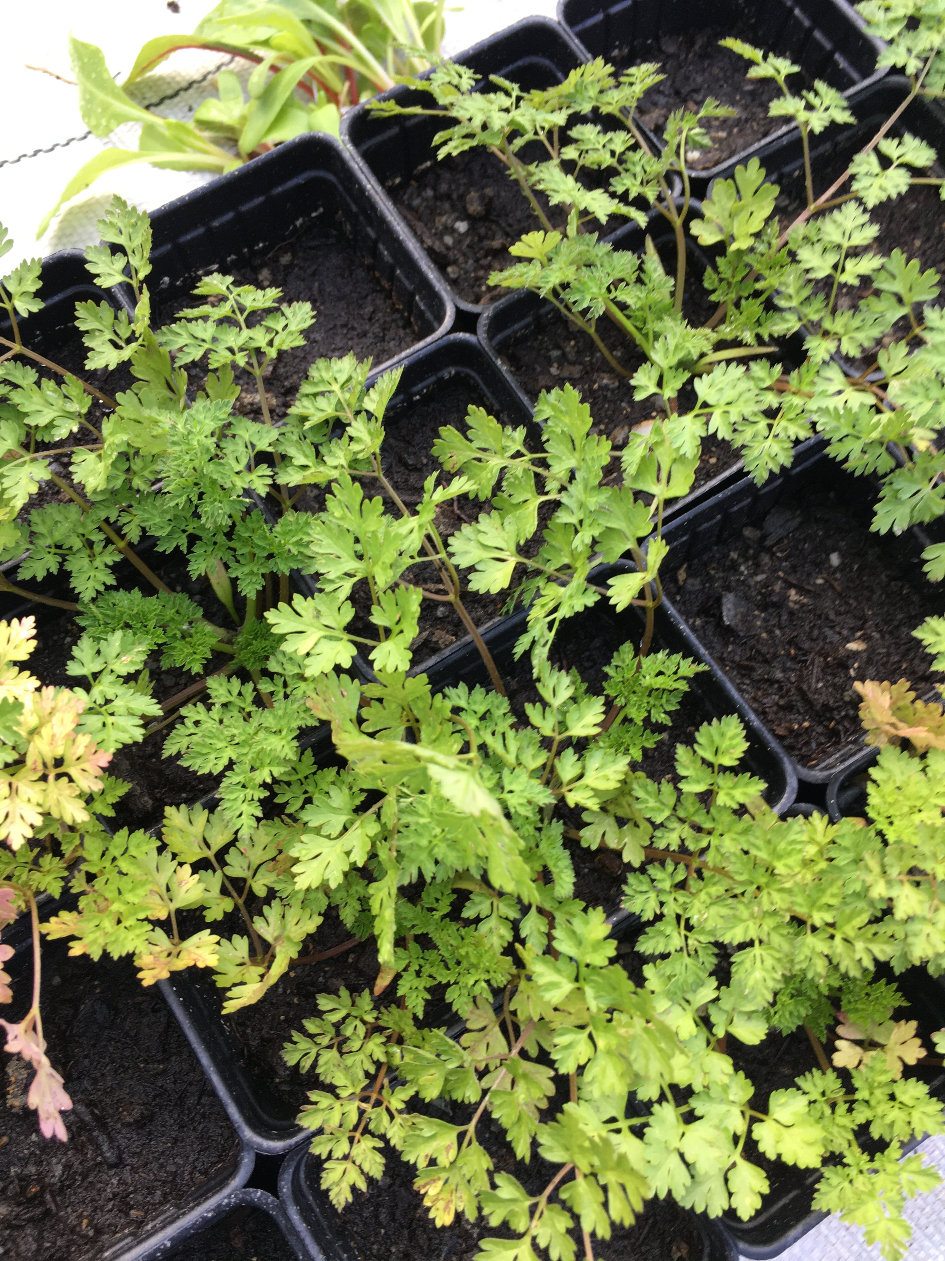 OG Chervil- 2" pot