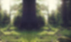 Forest Tree Trunk_edited.jpg