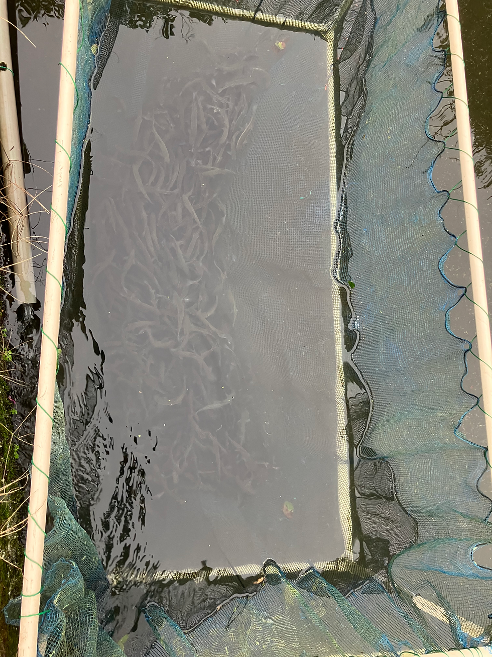 綺麗な稚魚でした