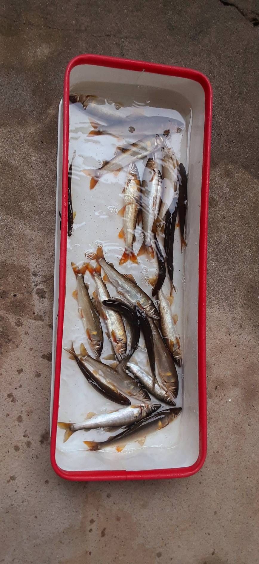 7/5(日)アユ釣果