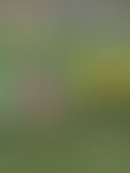 Chupito antes de la Copa