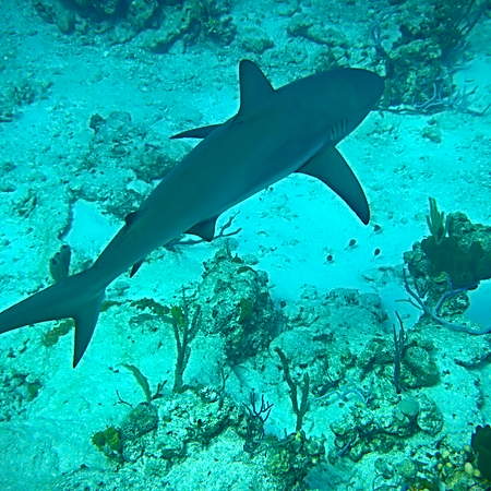 Shark swimming smoothly over coral reef in clear turquoise water.