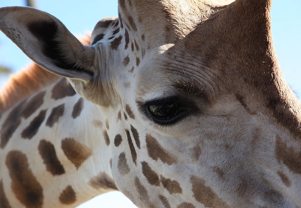A close-up portrait of a giraffe showcasing its elegant patterns and calm expression, symbolizing harmony, balance, and the gentle beauty of wildlife in its natural environment.