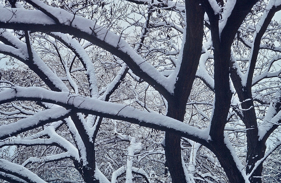 Winter branching designs