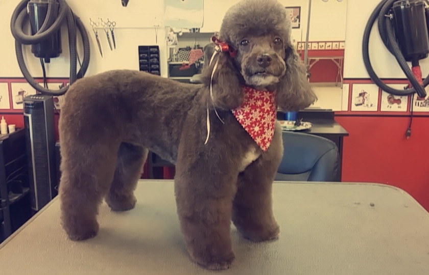 Groomingdales Pet Grooming Salon, Hendersonville NC